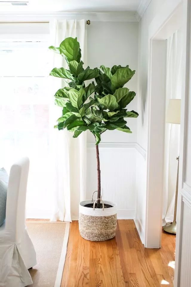 救救你“醛”家！这13种植物你值得拥有(图9)