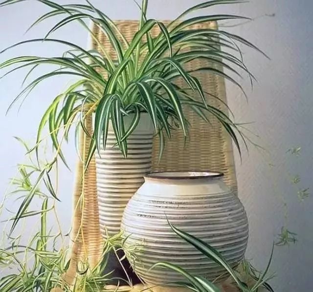 救救你“醛”家！这13种植物你值得拥有(图14)